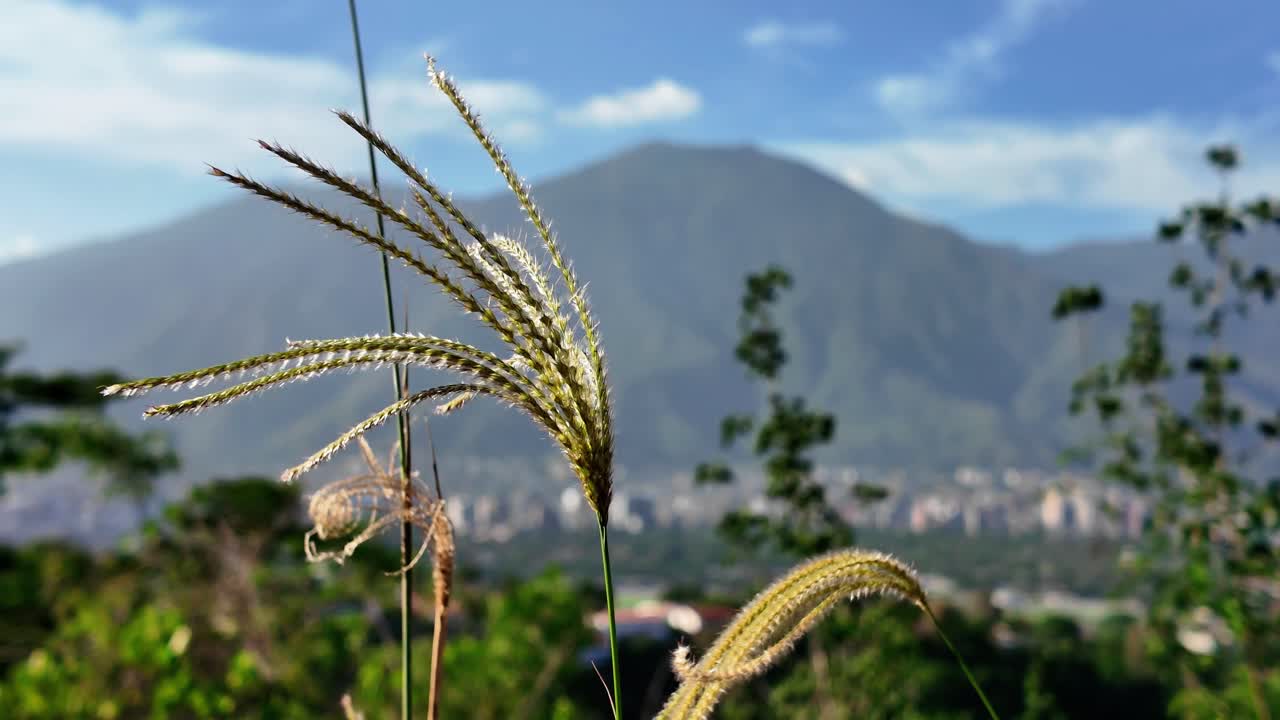 Explore the beauty of nature with a captivating close-up of grass gently swaying in the breeze, set against a stunning mountain backdrop.