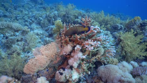 Peacock-hind-grouper-resting-on-some-coral