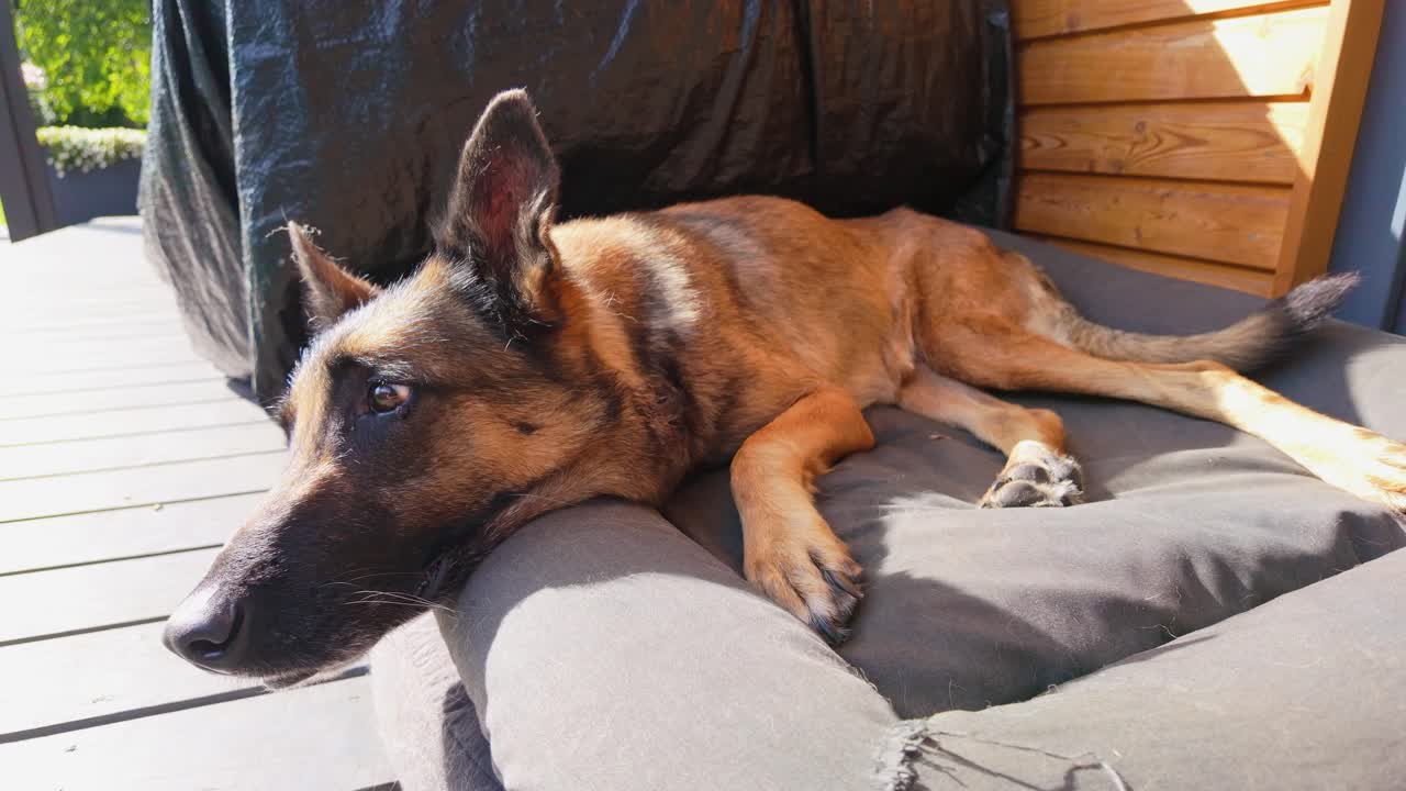 Emotional shot of sick old dog resting in sunlight, internal social decay