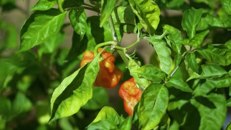 carolina reaper, directly without picking from the plant