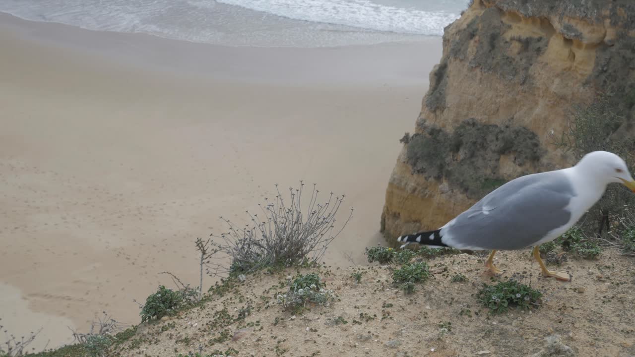 gaviota en un acantilado relajante paseo por la playa de marco en el fondo portimão