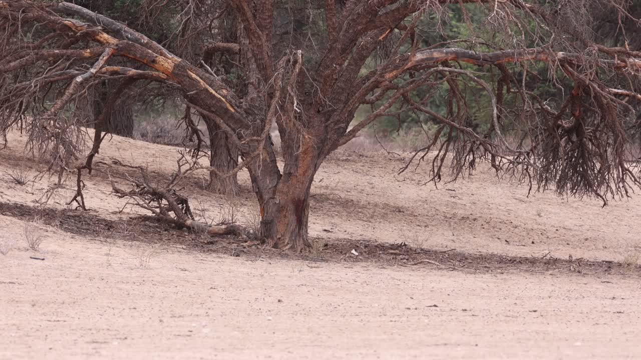 Leonessa che cammina al centro dell'inquadratura nel deserto del Kgalagadi con un grande albero sullo sfondo, Parco transfrontaliero del Kgalagadi
