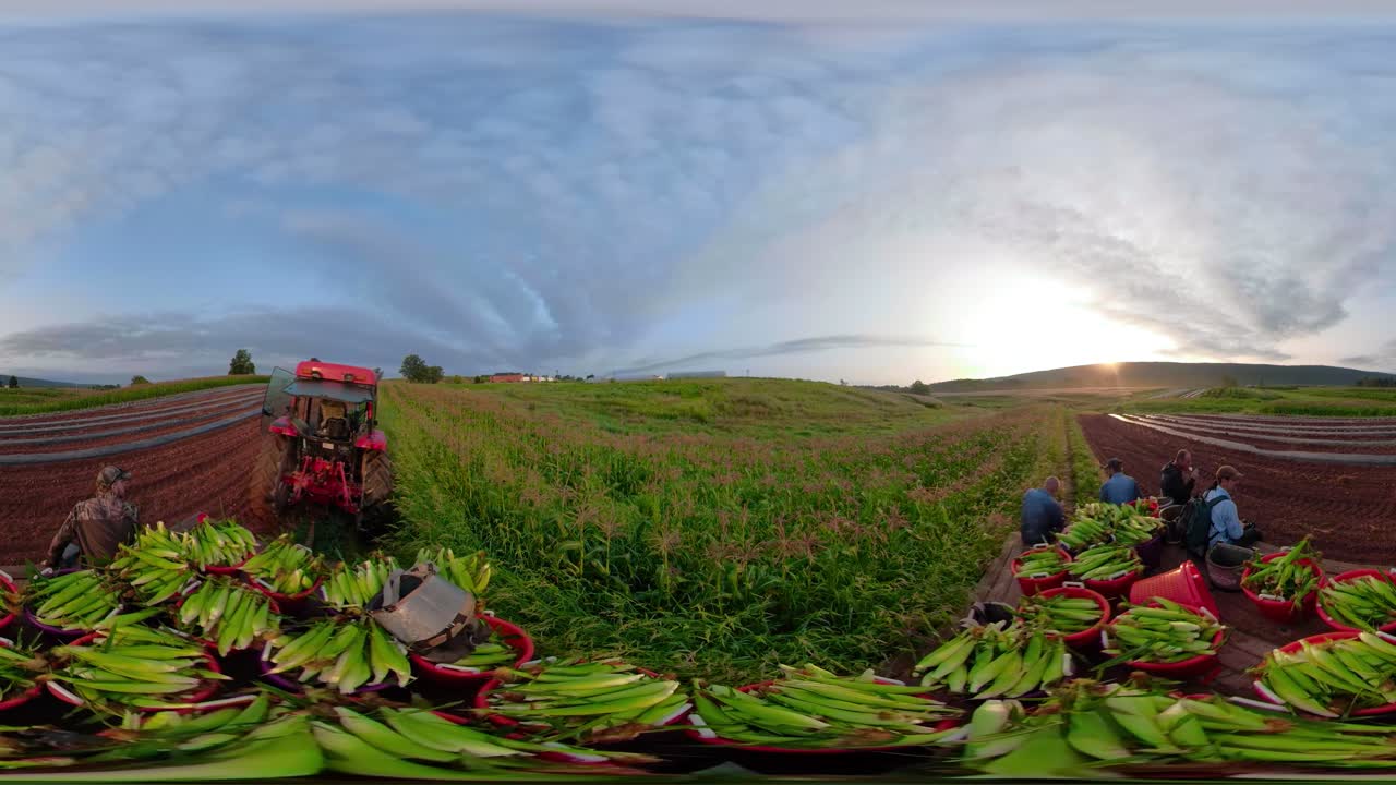 Corn Harvest on a Farm at Sunrise