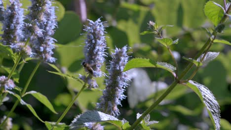 Biene-Bestäubt-Eine-Lila-Lavendelblüte-Im-Freien-In-Der-Natur,-Umgeben-Von-Grünen-Blättern