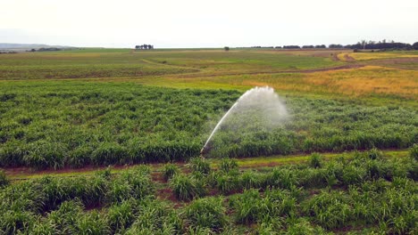 Precision-Aerial-Orbit:-Sprinkler-Irrigation-Amid-Lush-Plantation