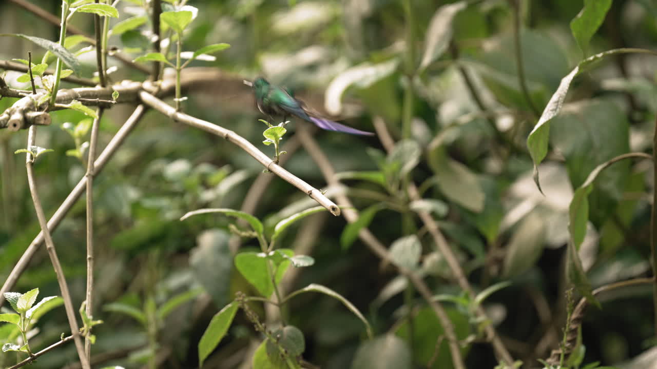 el colorido colibrí sílfide de cola larga despega de una rama en el bosque