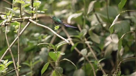 colorful long-tailed sylph hummingbird takes off from branch in the forest