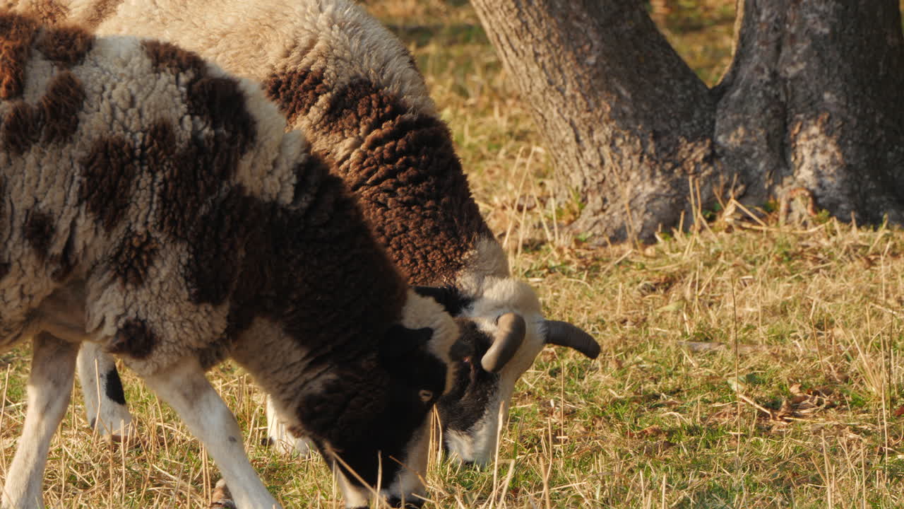목초지 에서 양 들 이 먹이를 먹고 있다