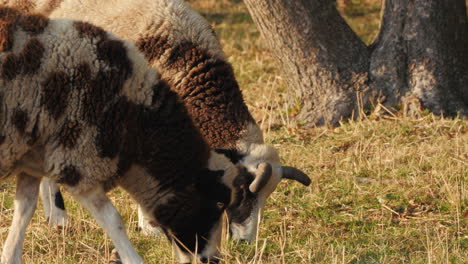 ovejas pastando en un pasto