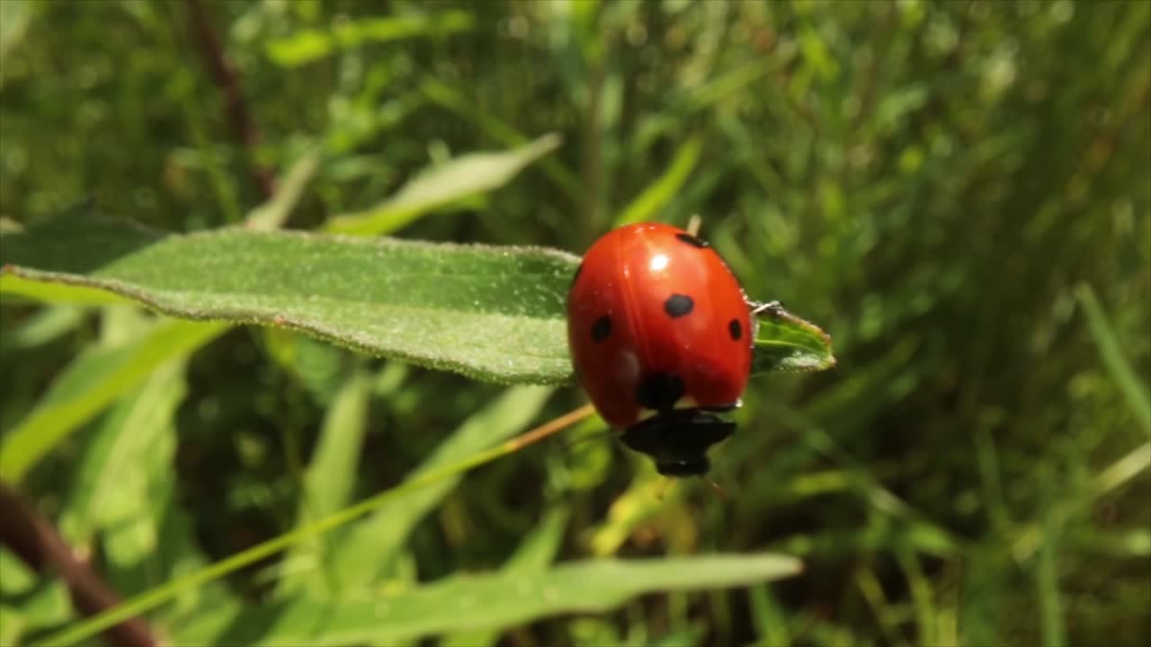 Ladybug crawls on a plant