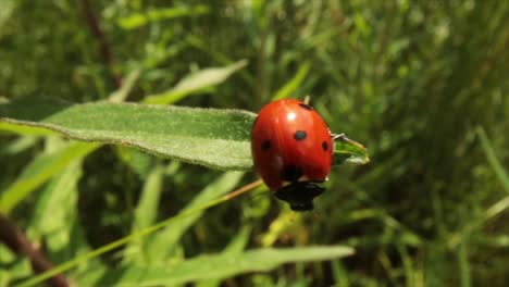 la mariquita se arrastra en una planta
