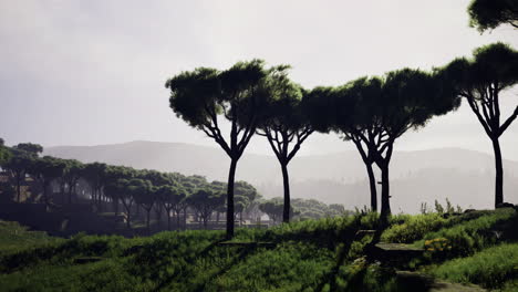 lush landscape with silhouette of trees under soft morning light