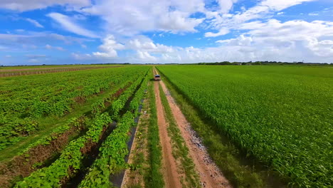 quickly riding tesla cybertruck by the ground road along the green plantations. catching up with an electric car from fpv drone on sunny daytime.