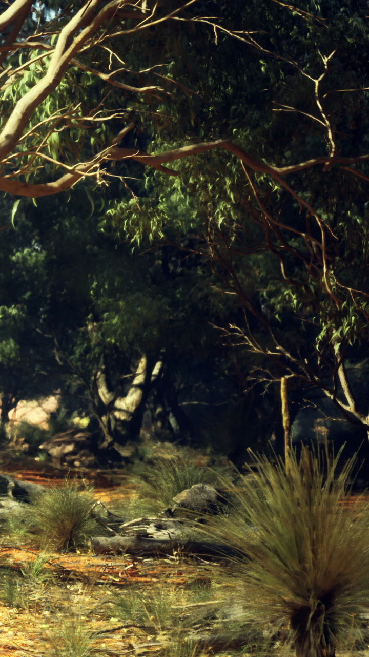 Exploring a tranquil scene of nature under dappled sunlight in a wooded area