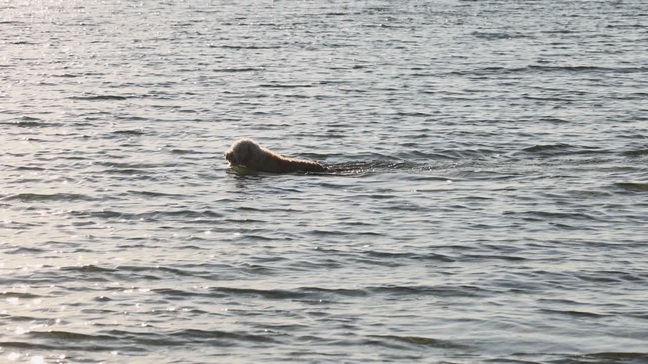 바다에서 수영하는 개