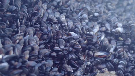 piles of mussels along the intertidal zone of the pacific ocean - panning view of millions of black shells