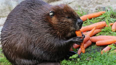 eurasian beaver (castor fiber) or european beaver is a beaver species that was once widespread in eurasia, but was hunted to near-extinction for both its fur and castoreum.