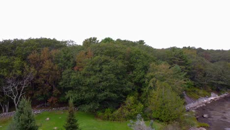 Pan-up-of-trees-in-Maine