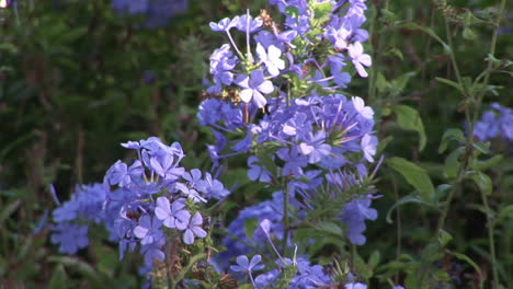 Flores azules