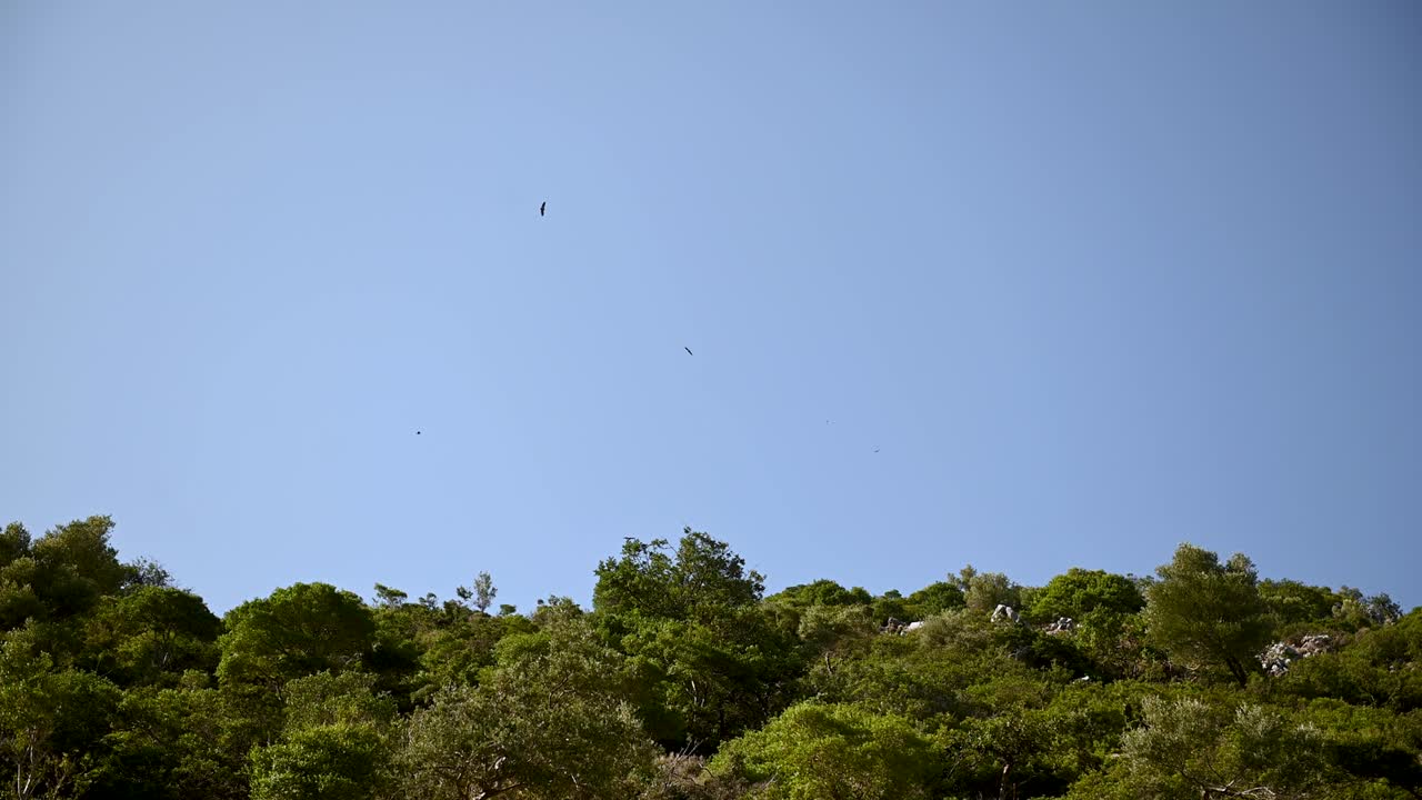 la zona montañosa de grecia. escena de una bandada de pájaros flotando sobre un acantilado o una montaña.