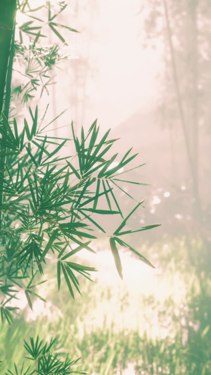 bosque verde de bambú en la niebla de la mañana