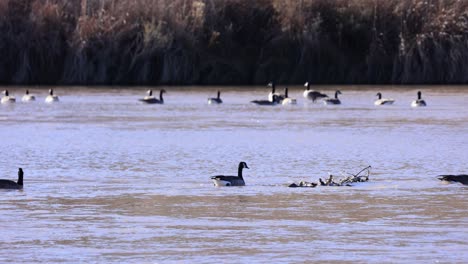 geese in albuquerque new mexico