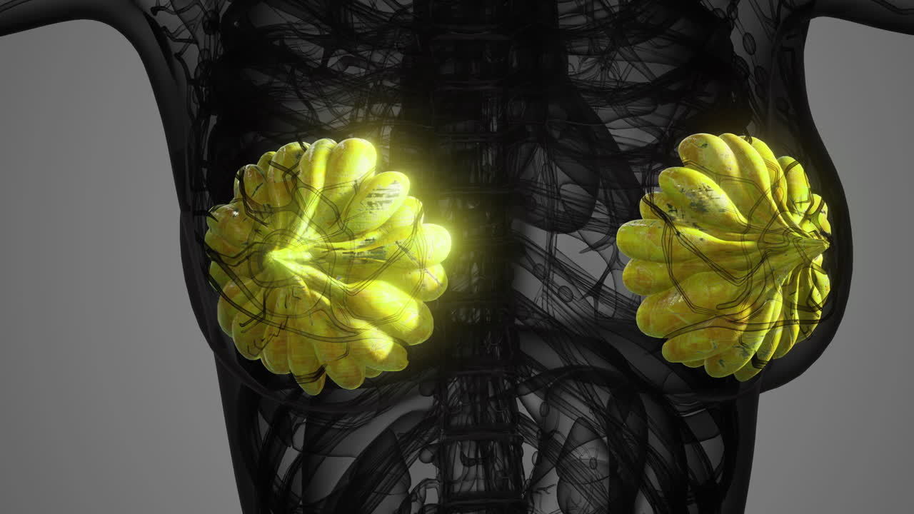 Detailed representation of mammary glands in human anatomy