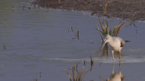 Nahaufnahme-Eines-Grünen-Flussuferläufers-Im-Wasser-Mit-Himmelsreflexion,-Der-In-Normaler-Bewegung-Watet-Und-Nach-Nahrung-Sucht