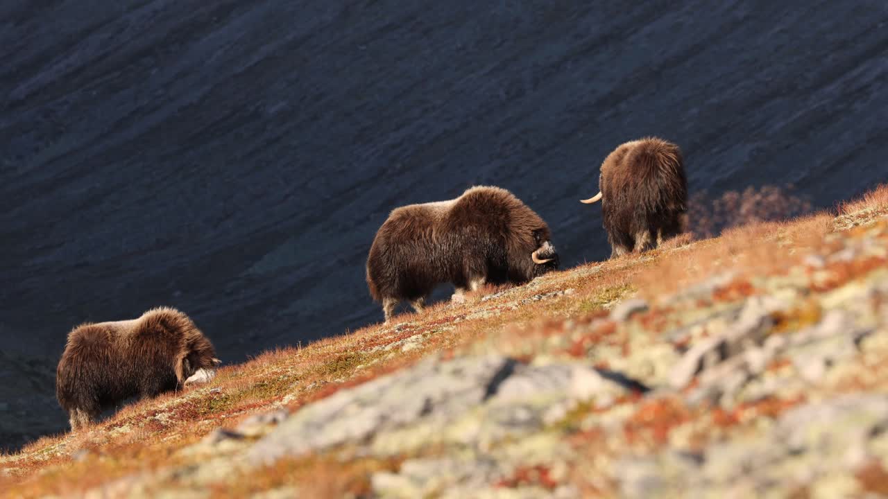 bueyes de almizcle en una pendiente durante la puesta de sol en noruega en un paisaje de otoño