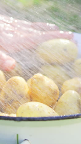 primer plano de manos de mujer lavando patatas en el jardín