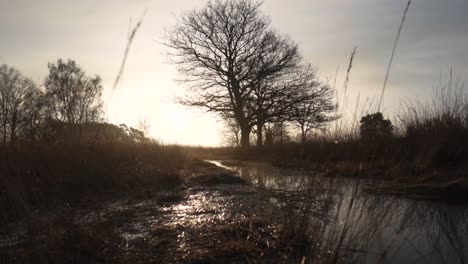 wetland path at sunrise/sunset