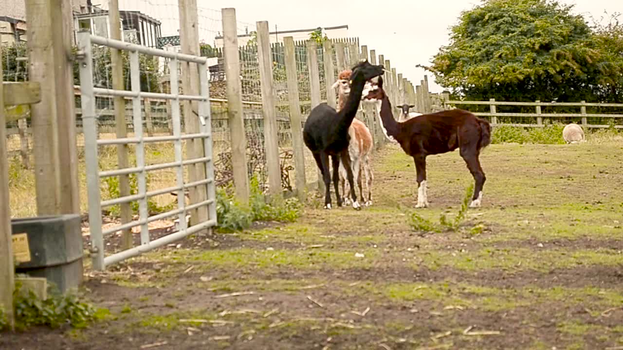 una toma de trípode en tiempo real de tres alpacas de piel marrón, negra y naranja pastando un juego al lado de una valla blanca en un campo de hierba en una tarde