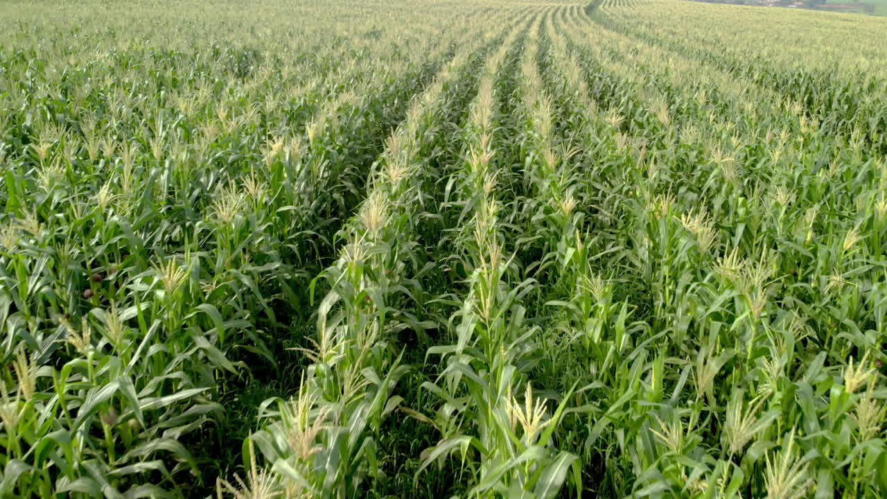 Aerial View of Corn Crops Field From Drone