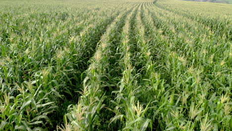 Aerial-View-of-Corn-Crops-Field-From-Drone