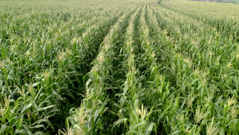 aerial view of corn crops field from drone