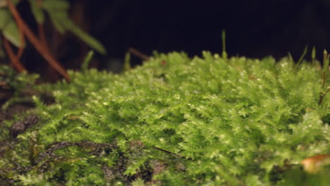 bosque y vegetación, plantas macro