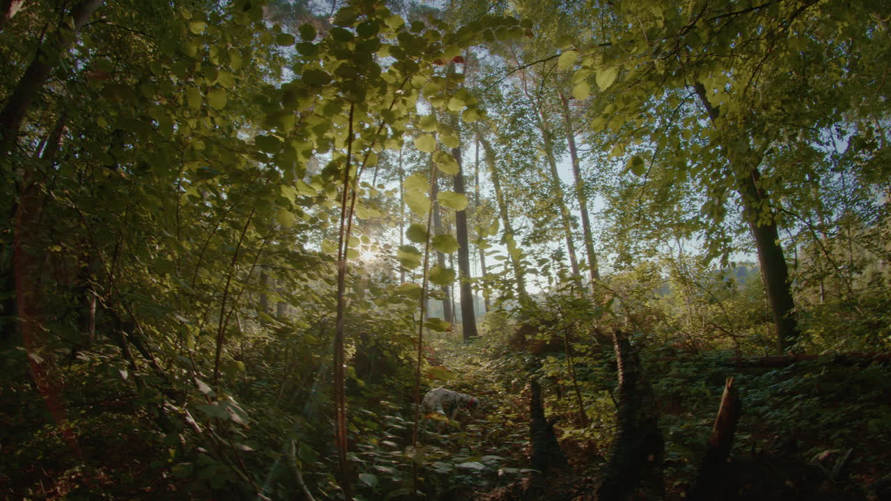 luz del día en el parque central alrededor del árbol verde