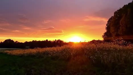 experience the breathtaking sunrise as the wind spreads to grass flowers, creating vibrant colors in malaga, spain, captured in a stunning timelapse