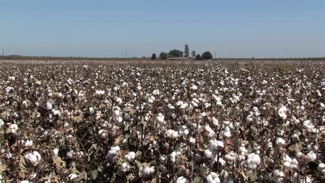 Tiro-Largo-O-Panorama-De-Campo-De-Algodón-En-California,-Estados-Unidos