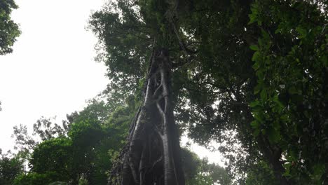 giant tree in lush rainforest