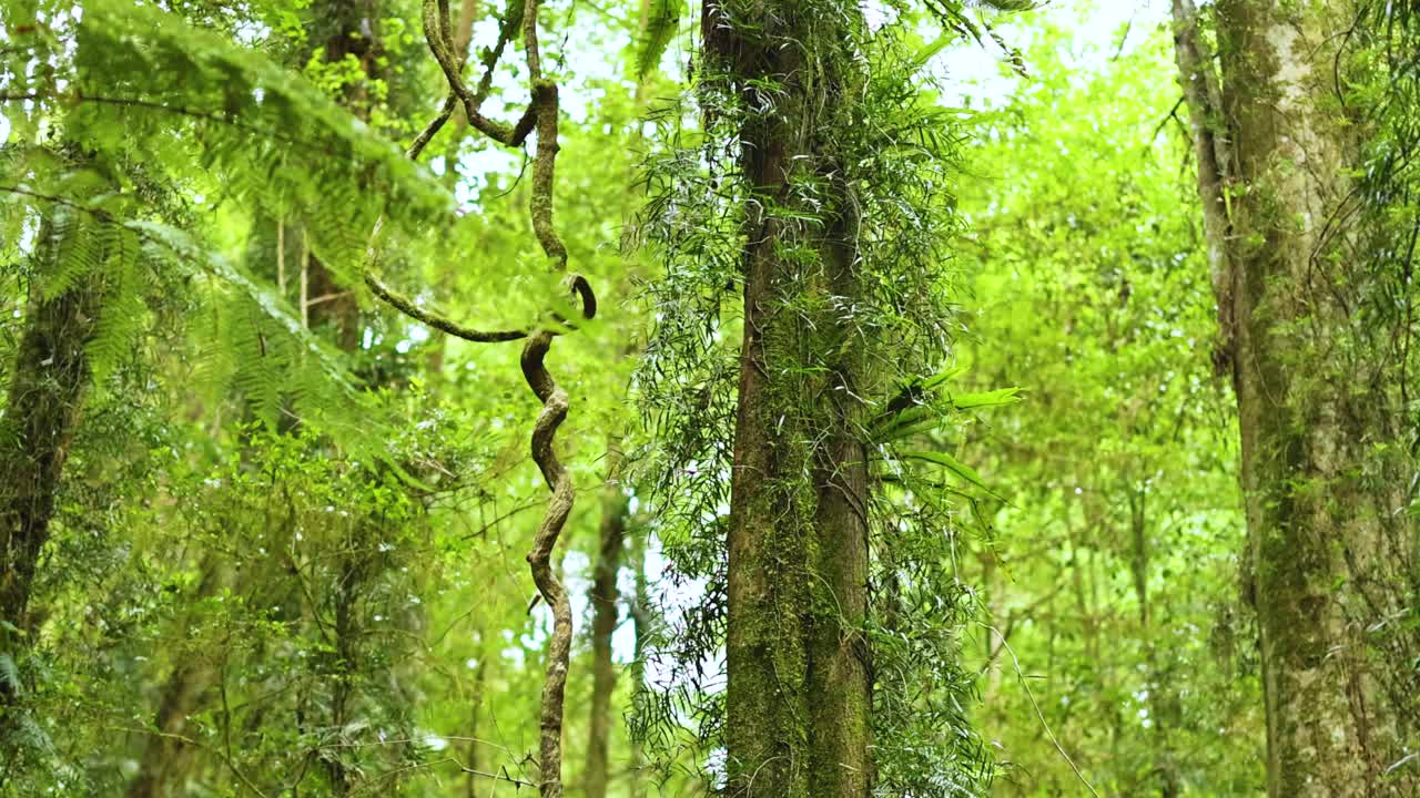 Lush green forest with twisting vines and tall trees in Dorrigo, Australia. Bright natural lighting enhances the tranquil atmosphere