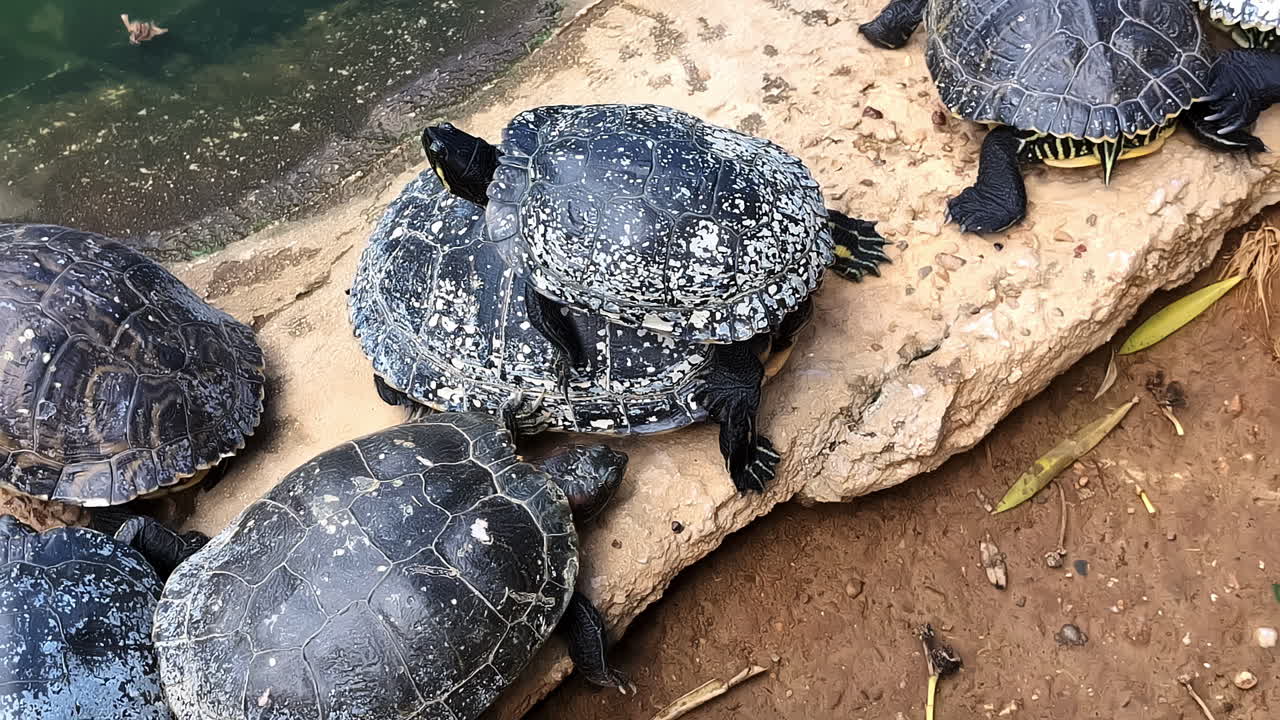 Pan across turtles with speckled white spots as they bask in the sun on artificial log