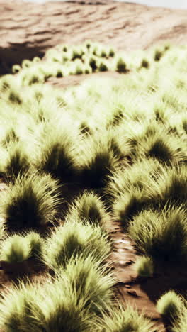 a field of grass in a desert setting