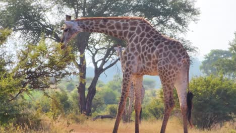 Südafrikanische-Giraffe,-Die-Auf-Der-Savanne-Auf-Der-Suche-Nach-Nahrung-Läuft