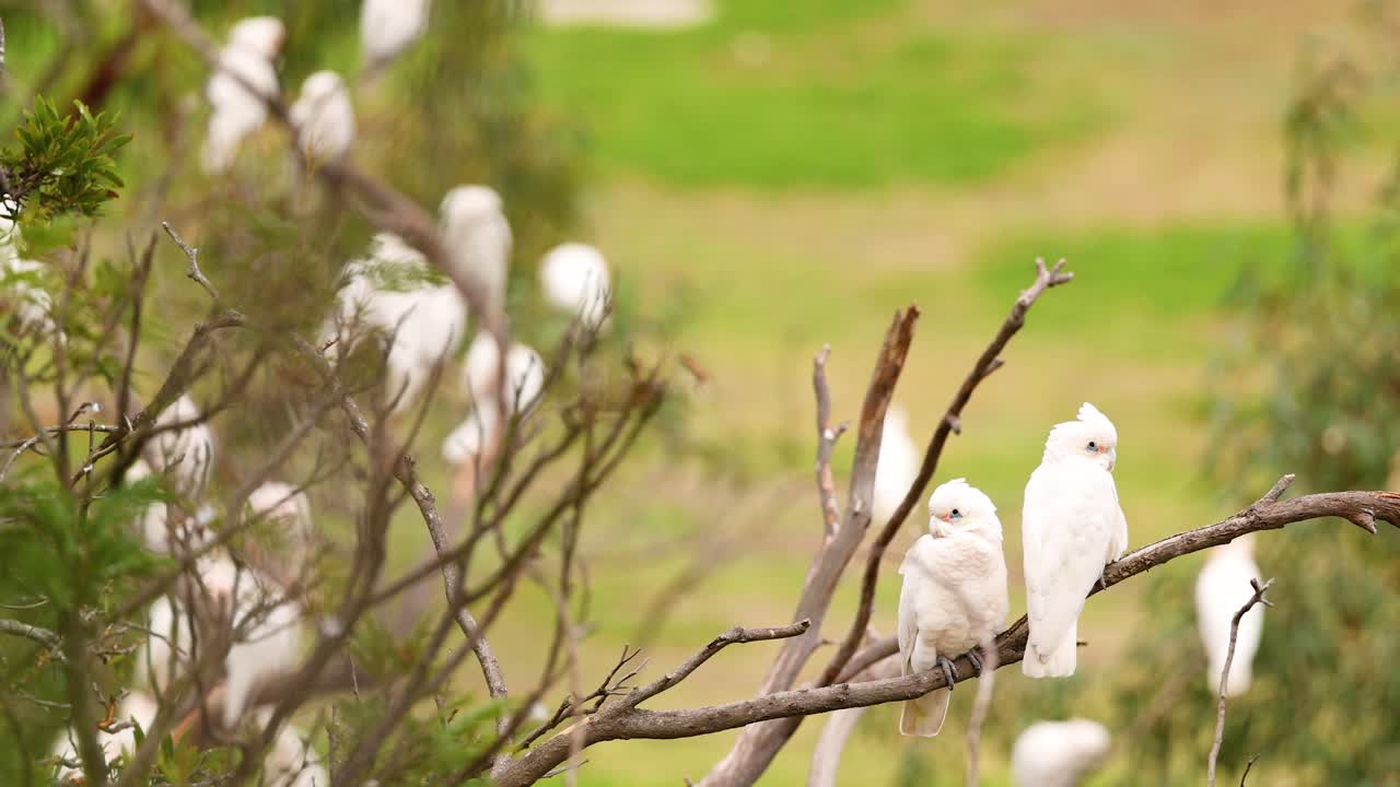 Long-billed corellas perched on branches in a natural setting, captured in daylight with vibrant greenery in the background