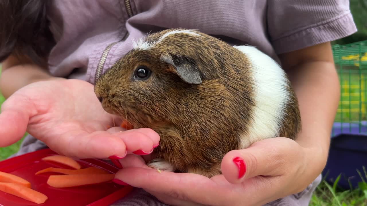 아이에게 먹이는 기니피그 당근
