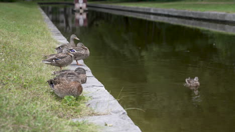 Zeitlupe-Einer-Ente,-Die-Aus-Dem-Wasser-Auf-Die-Ufer-Eines-Teiches-Fliegt