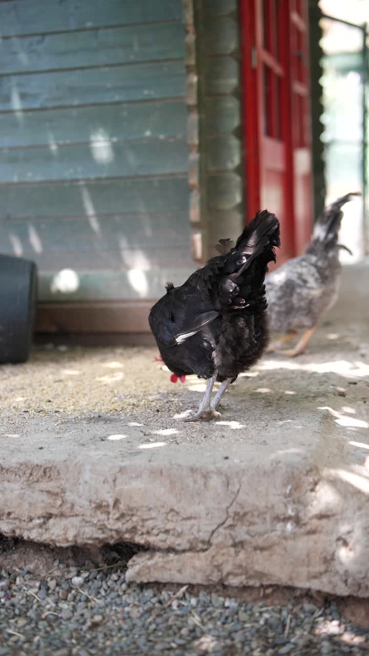 pollos negros y grises en un gallinero del patio trasero