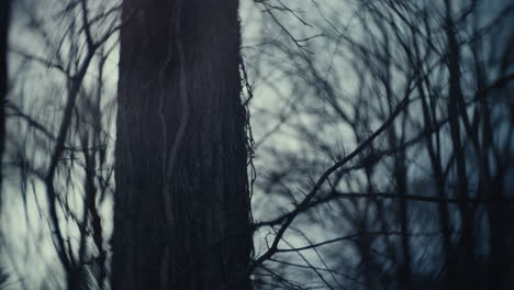 Dark Forest Trunk