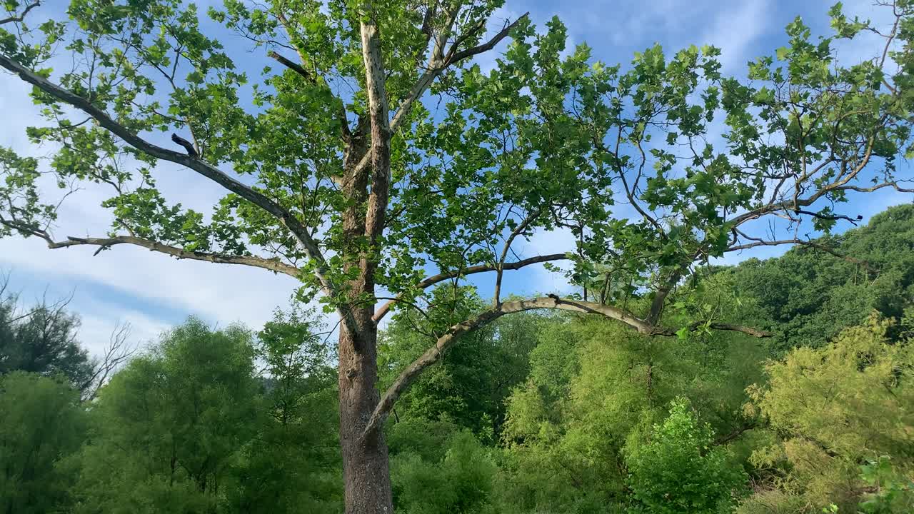 습지 서식지 피츠버그의 노스 파크